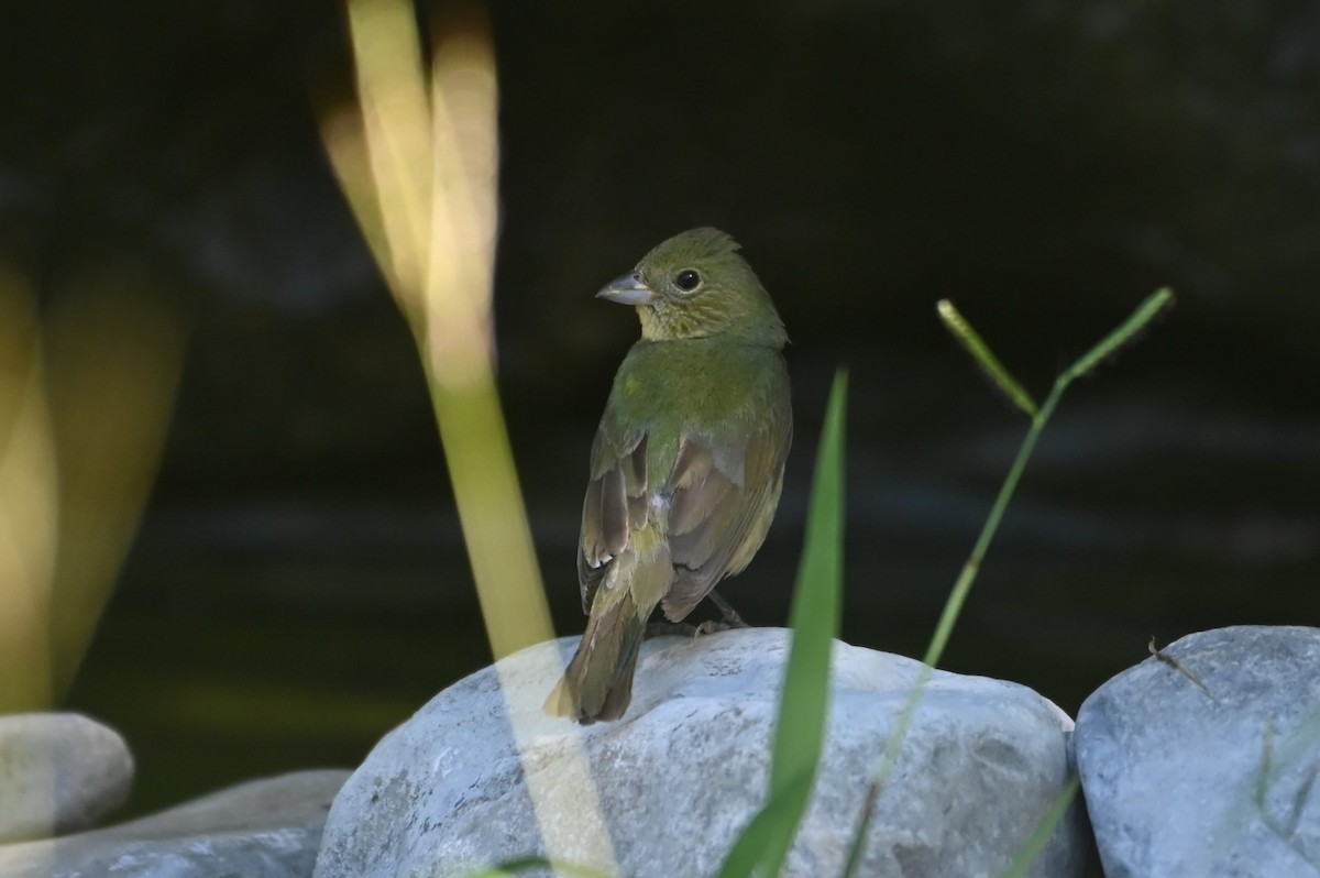 Painted Bunting - ML637932229