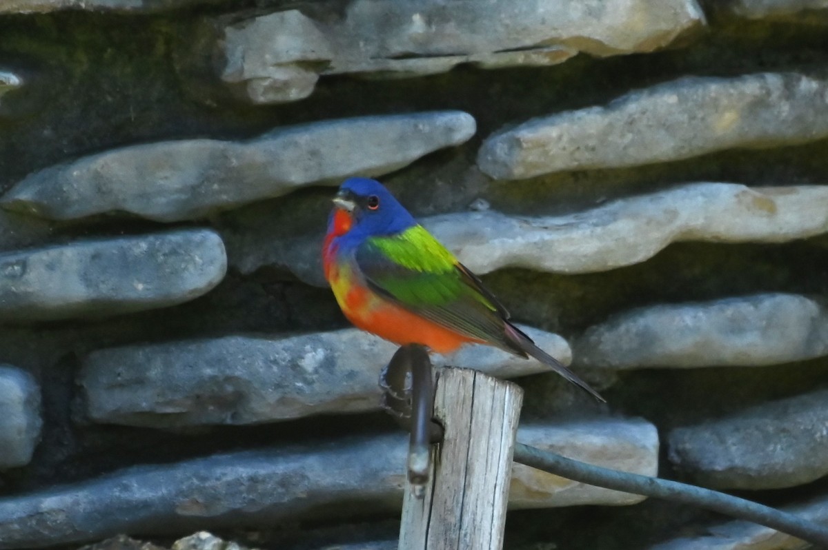 Painted Bunting - ML637932230
