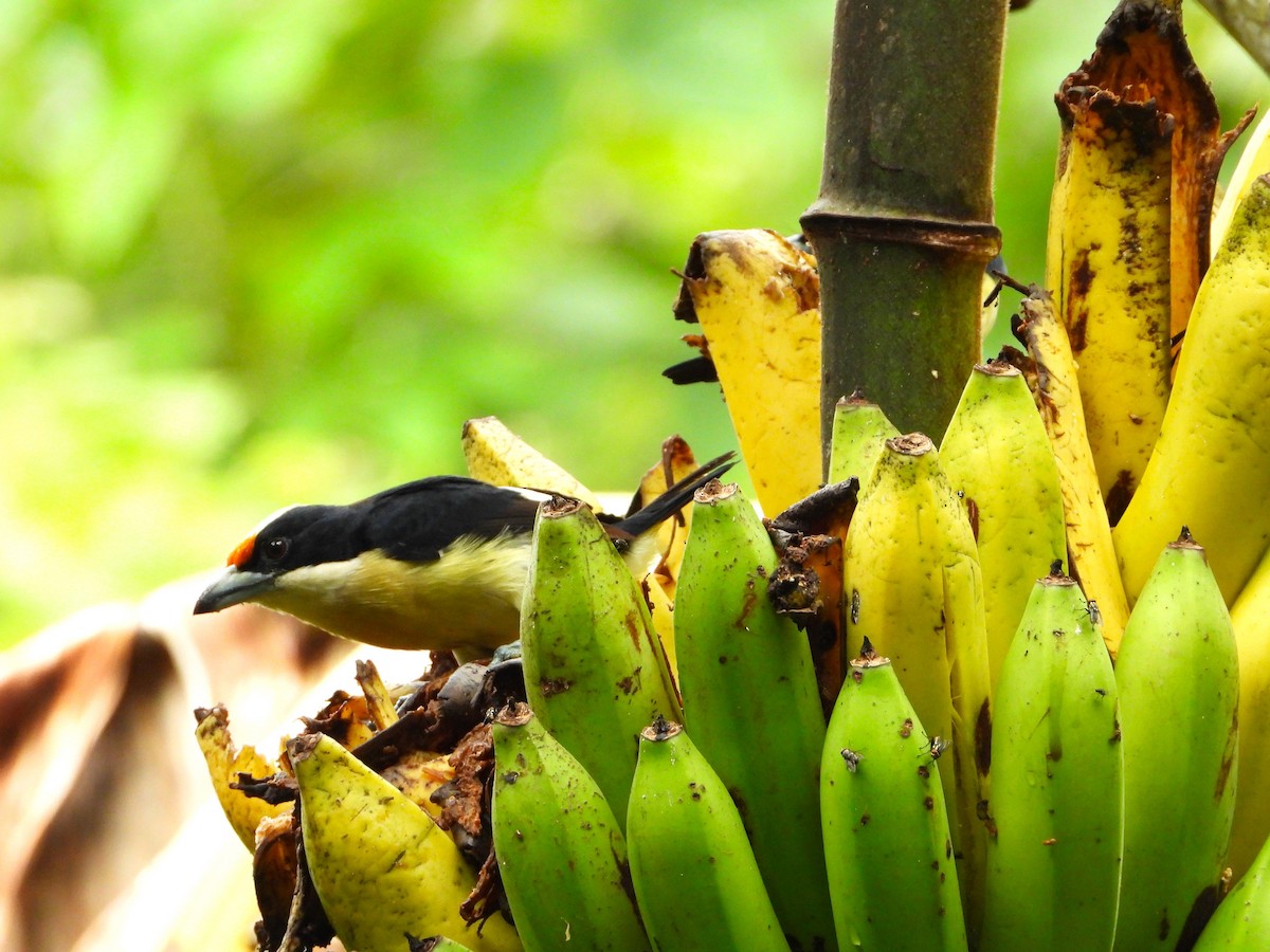 Orange-fronted Barbet - ML637932273
