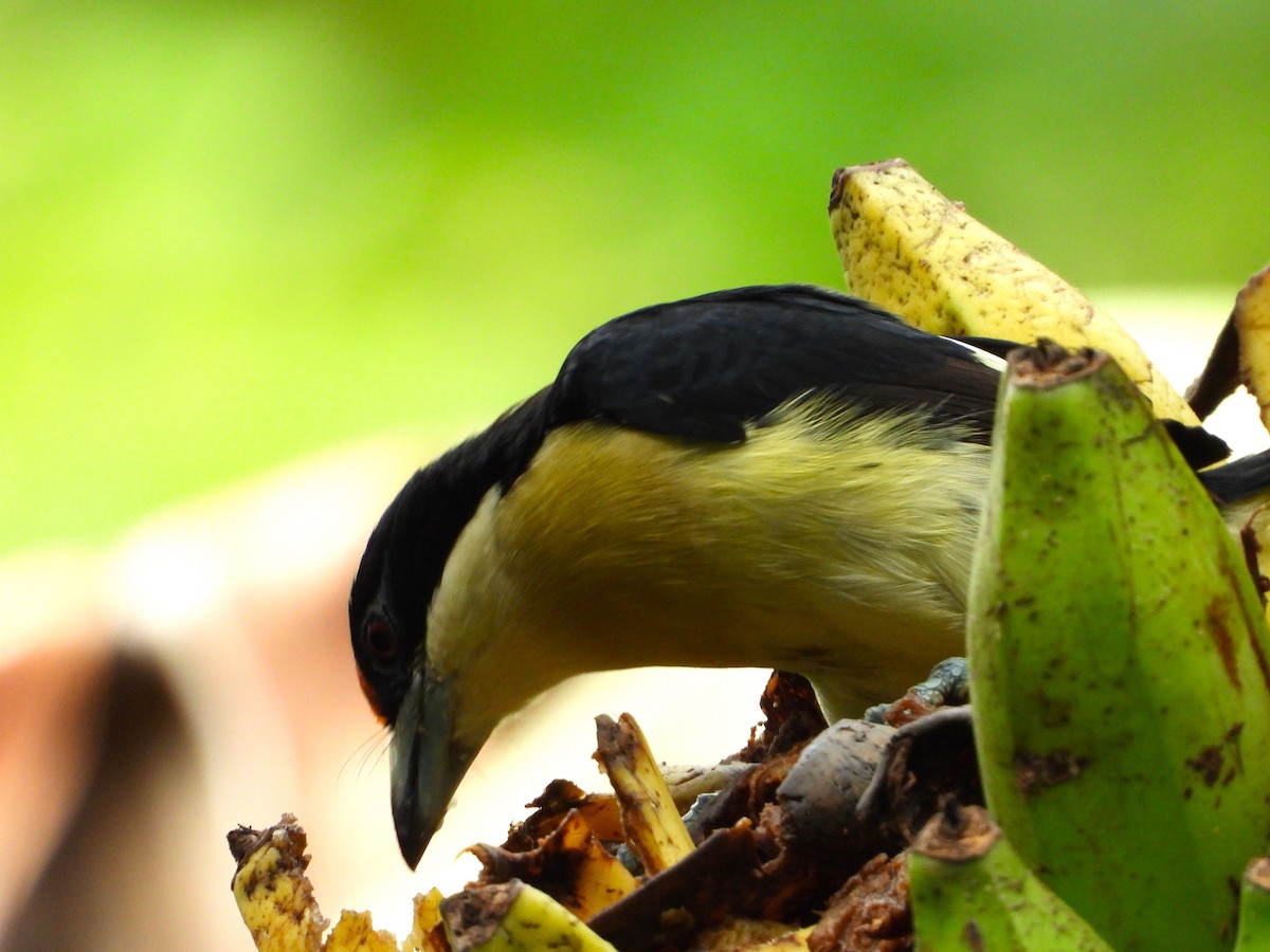 Orange-fronted Barbet - ML637932275
