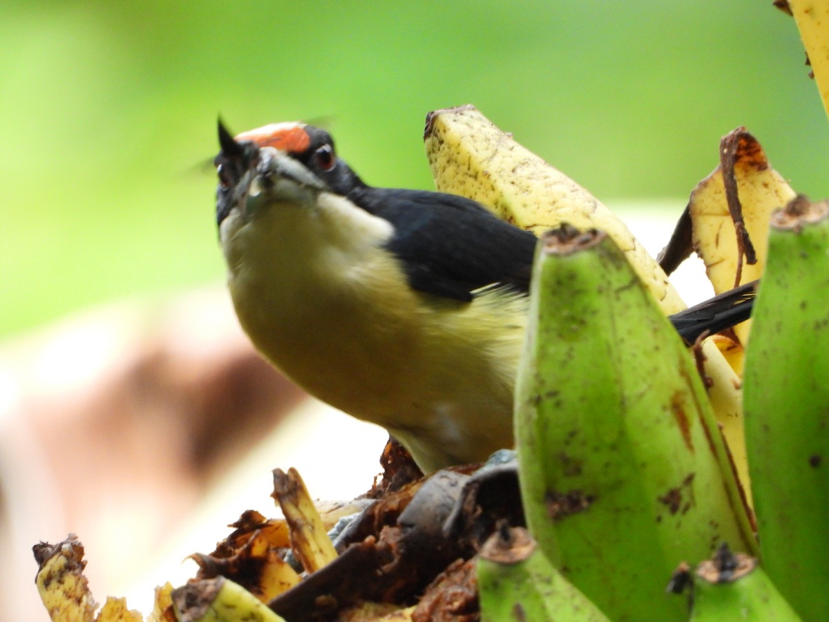 Orange-fronted Barbet - ML637932277