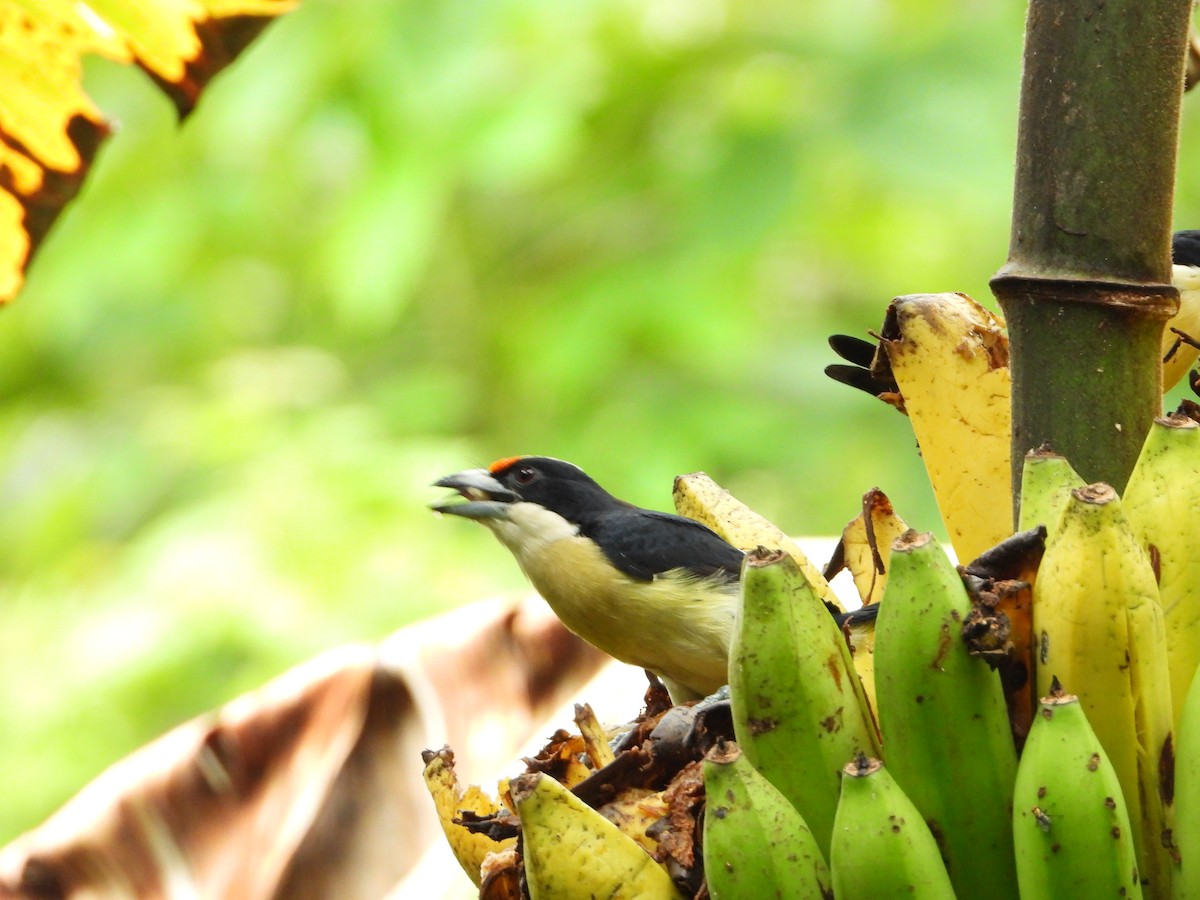 Orange-fronted Barbet - ML637932294