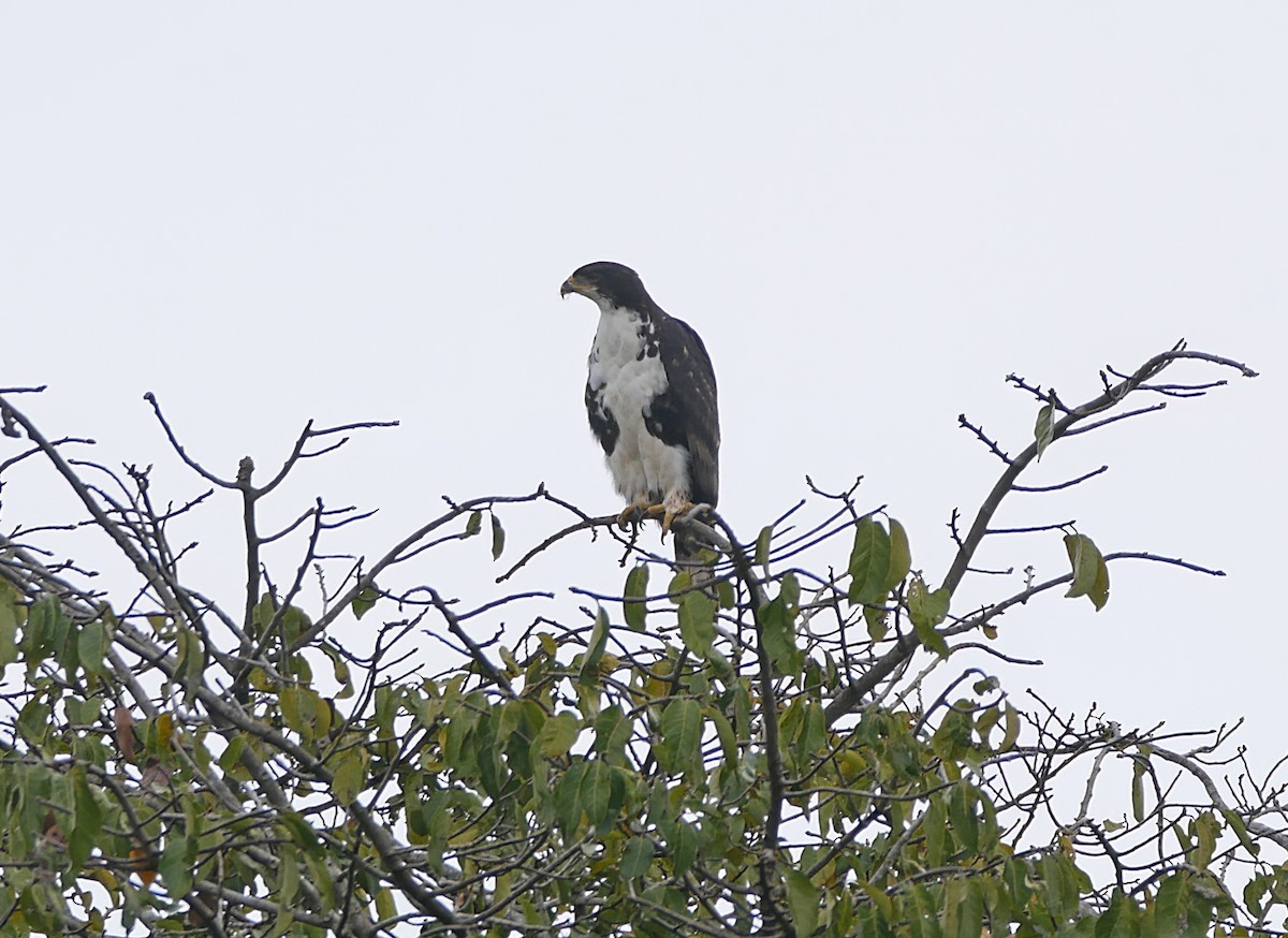 Black Goshawk - ML637932295