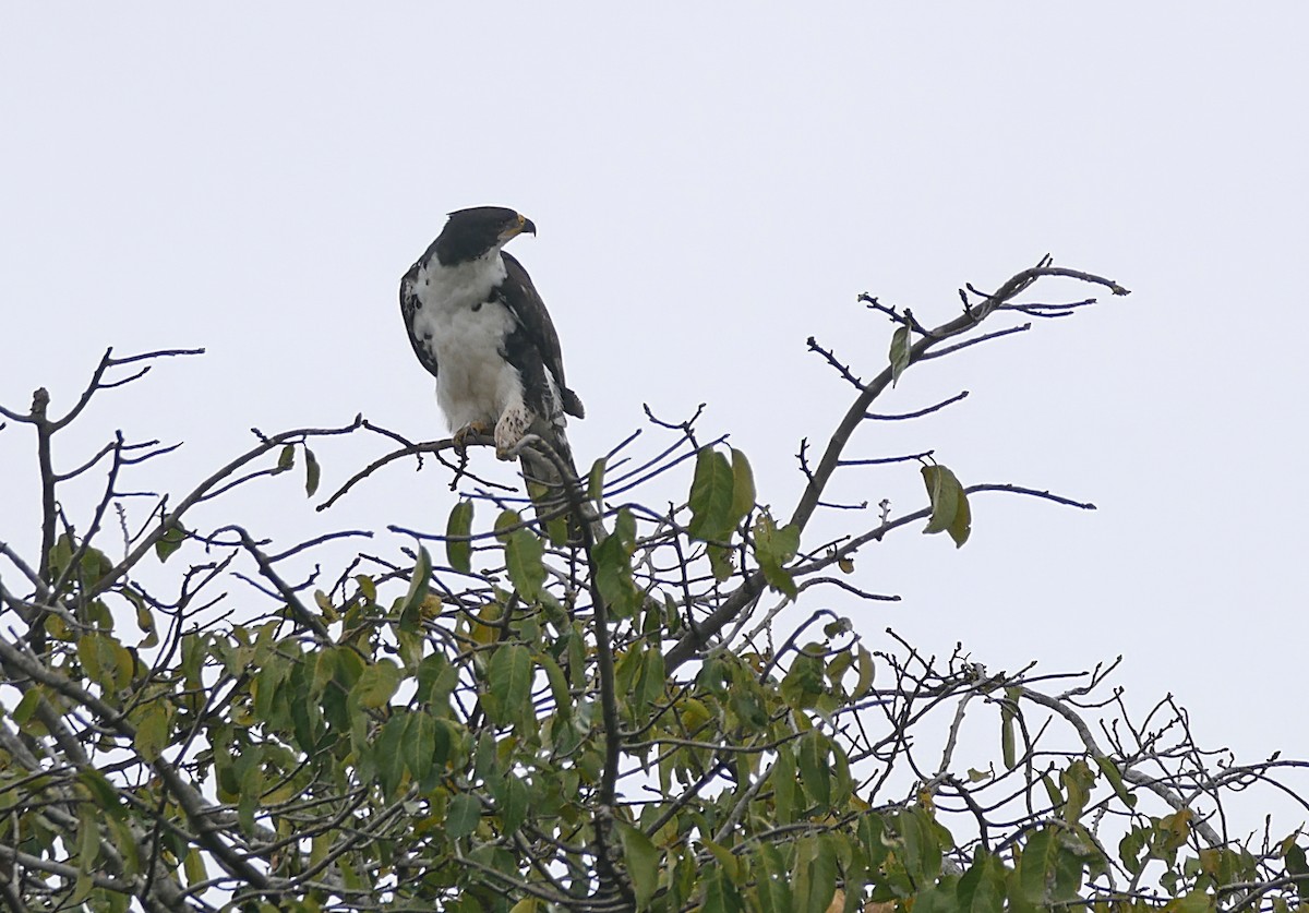 Black Goshawk - ML637932296