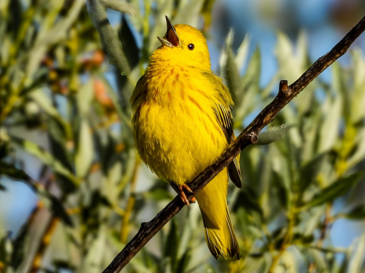 Yellow Warbler (Northern) - ML637932361