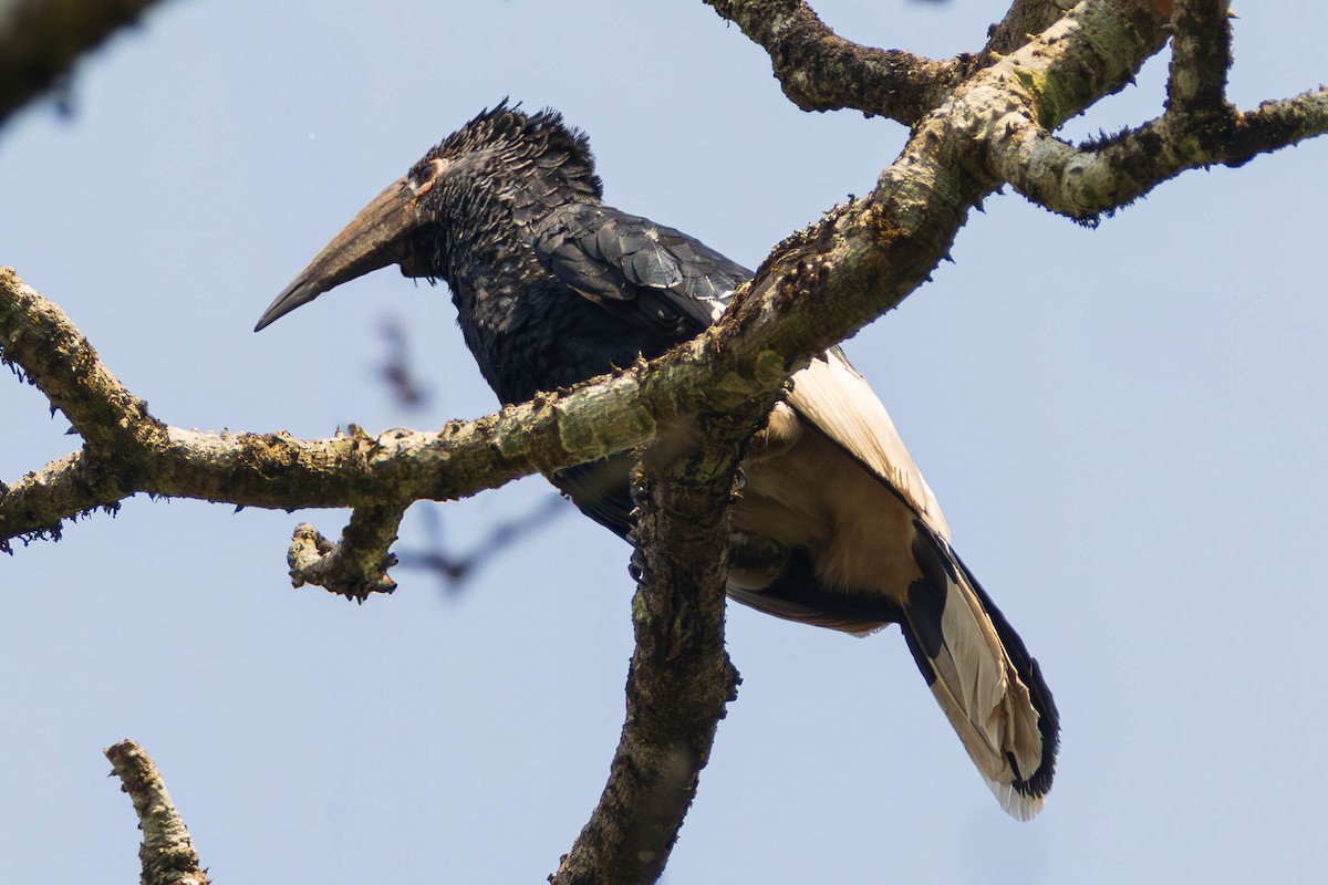 Grauwangen-Hornvogel - ML637932384