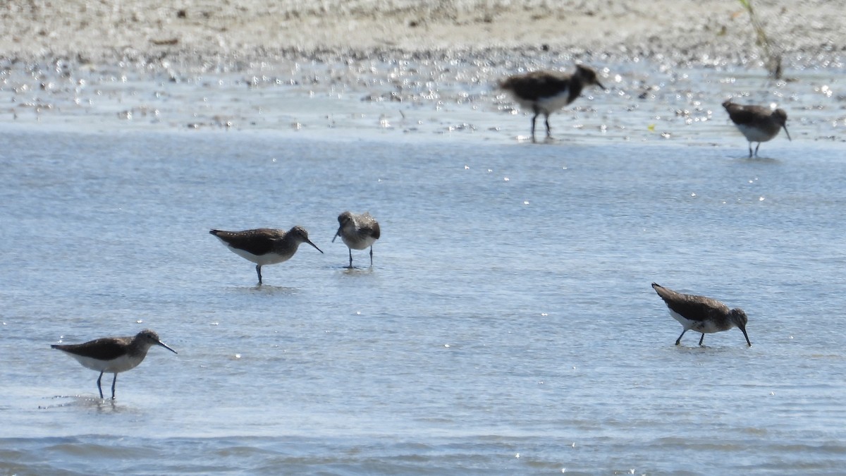 Green Sandpiper - ML637932426