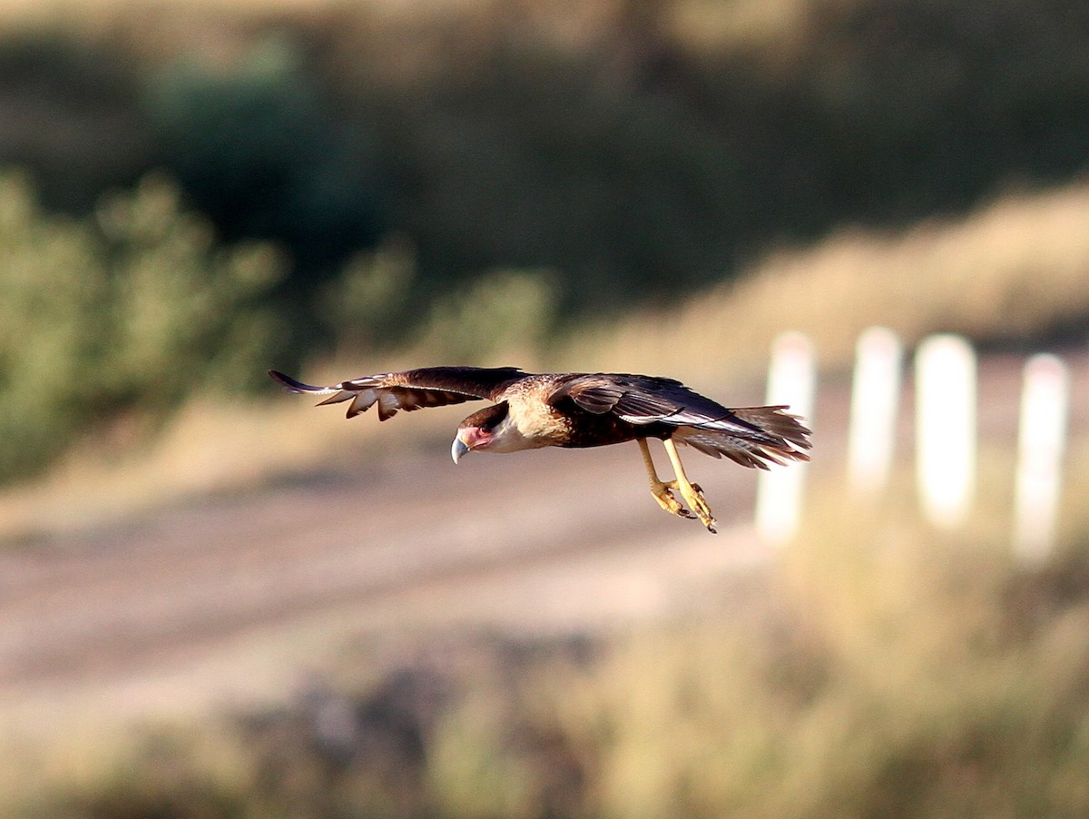 Crested Caracara - ML637932429