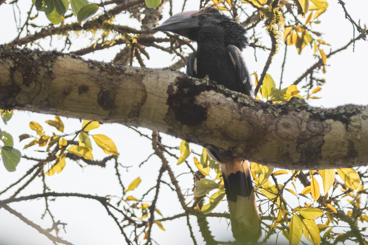 Grauwangen-Hornvogel - ML637932443