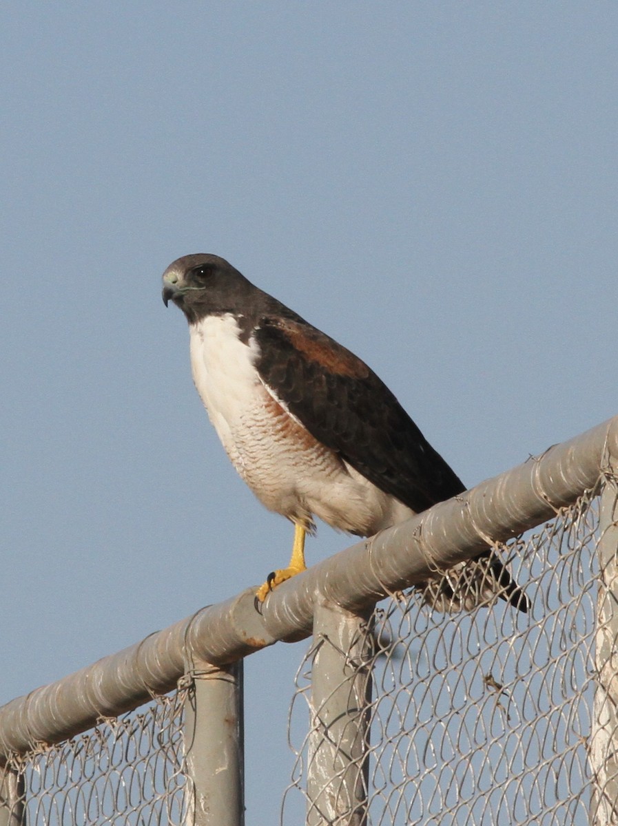 White-tailed Hawk - ML637932444