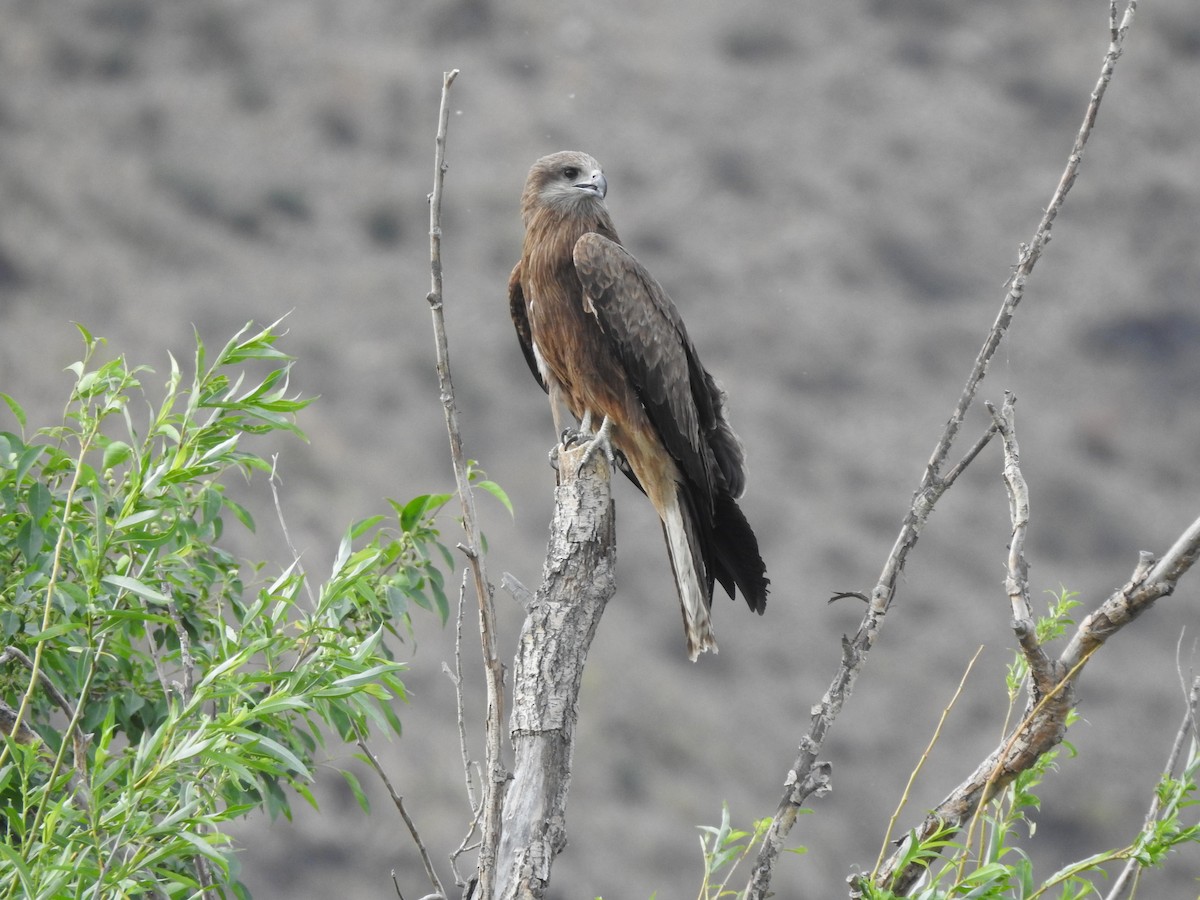 Black Kite (Black-eared) - ML637932445