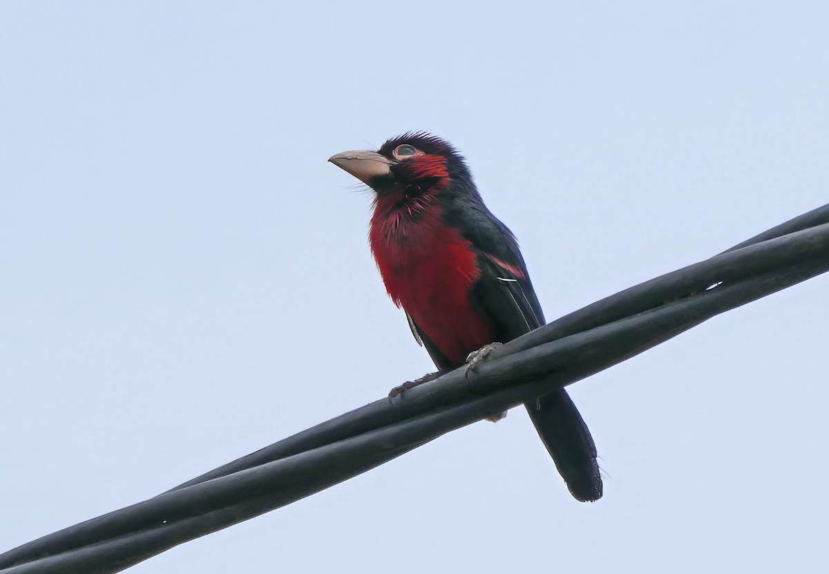 Double-toothed Barbet - ML637932459