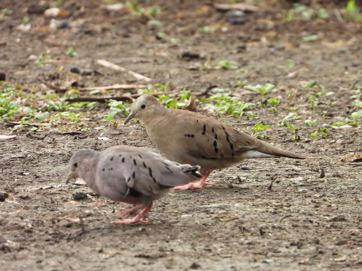 Ecuadorian Ground Dove - ML637932525