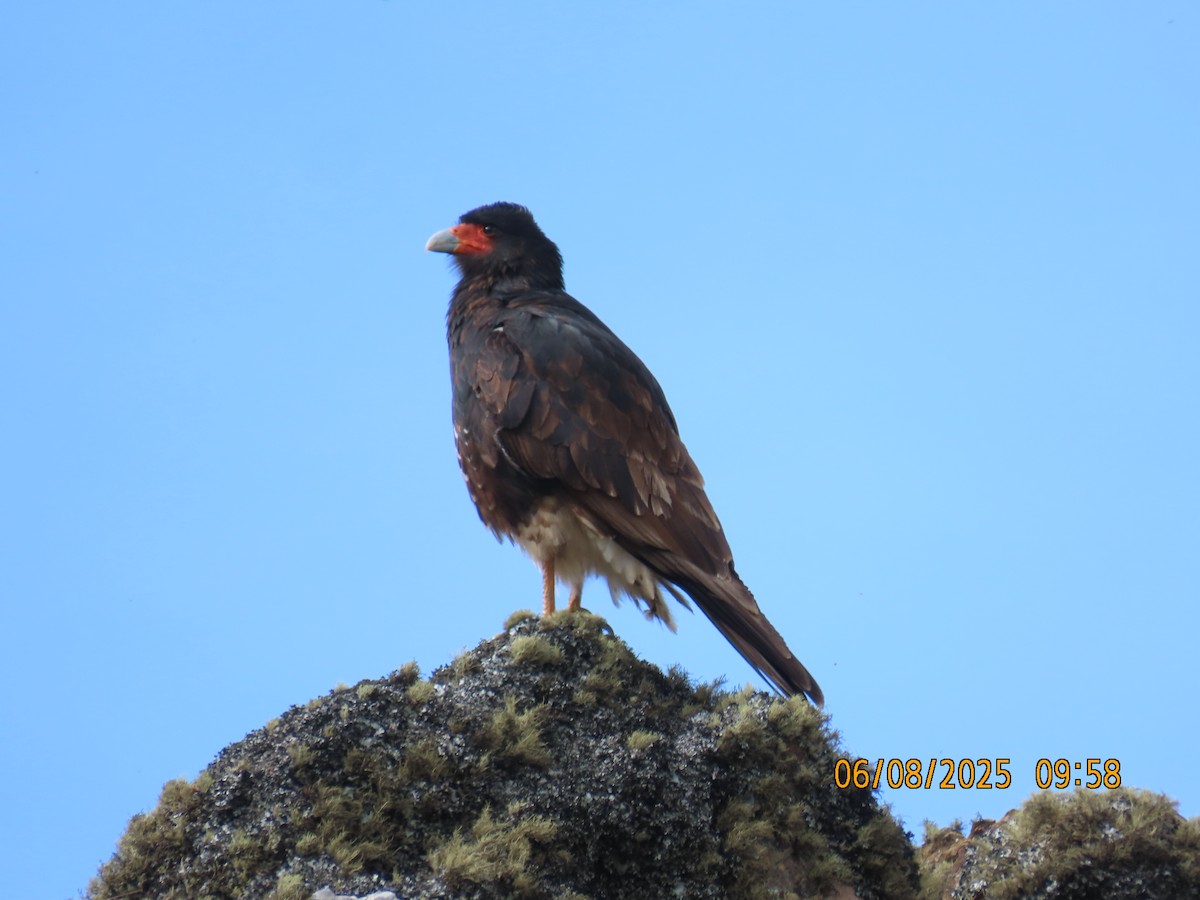 Mountain Caracara - ML637932544