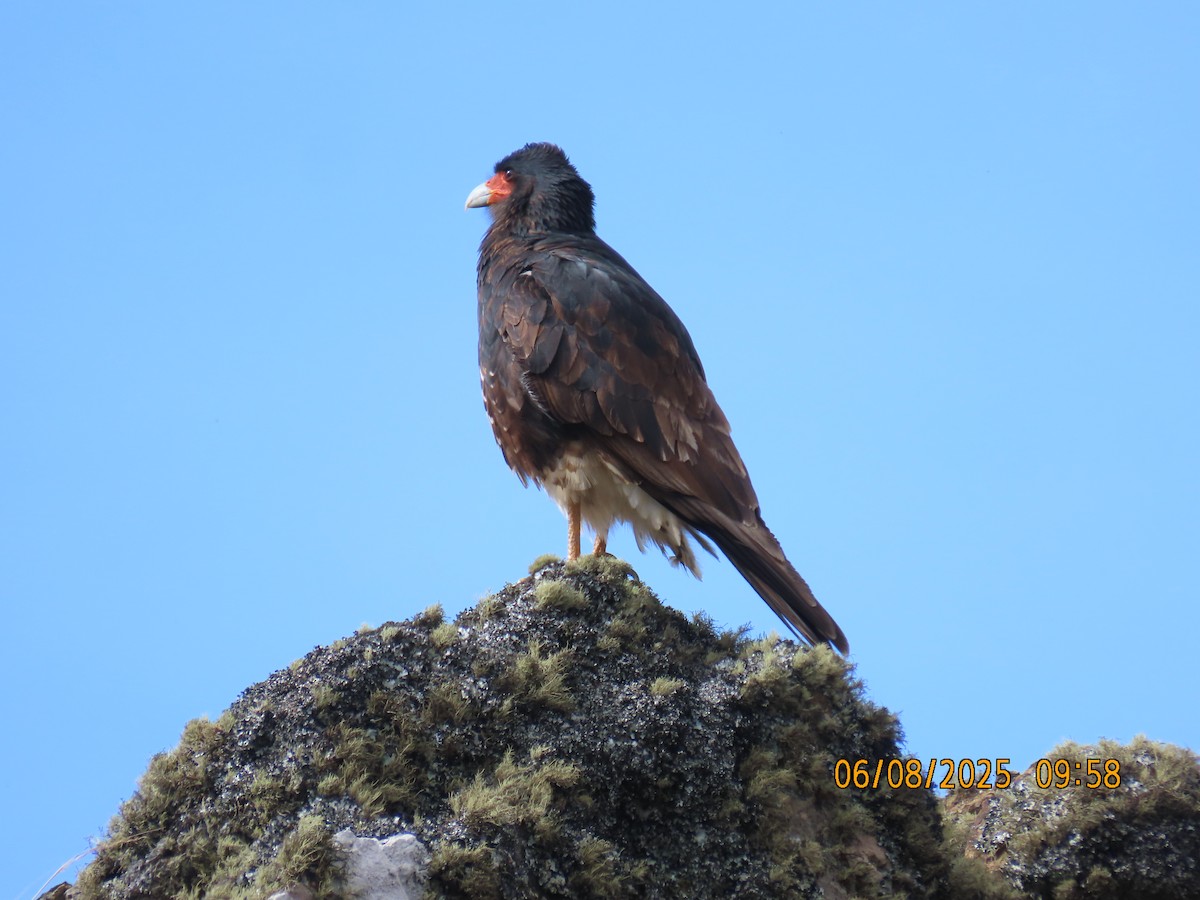 Mountain Caracara - ML637932556