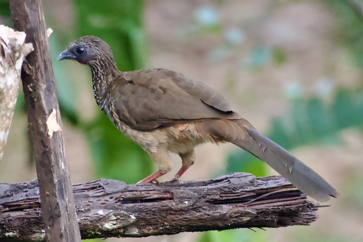 Speckled Chachalaca (Speckled) - ML637932557