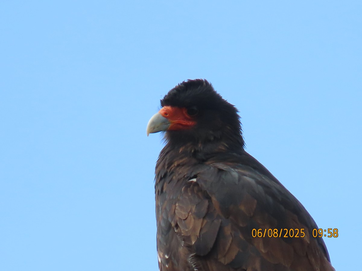 Mountain Caracara - ML637932562