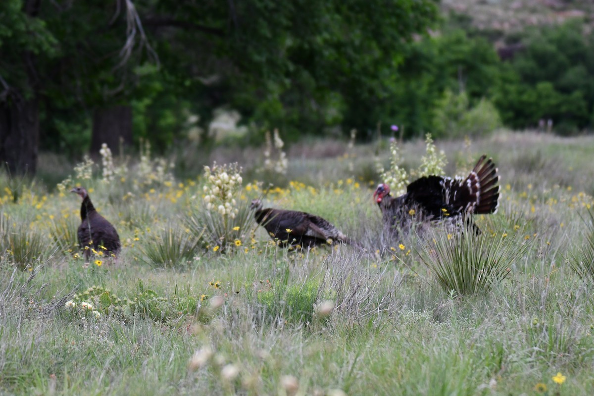 Animals - ML637932570