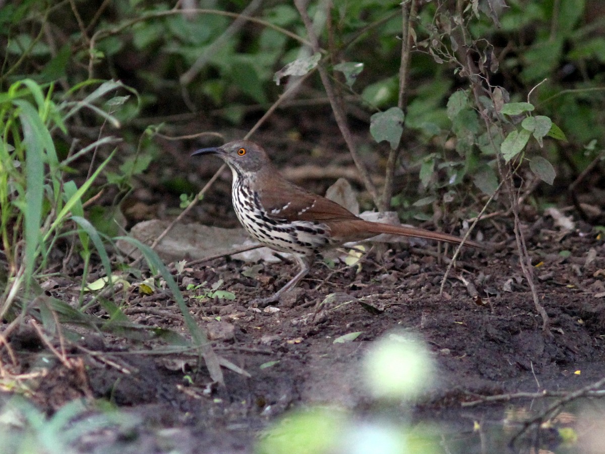 Long-billed Thrasher - ML637932580