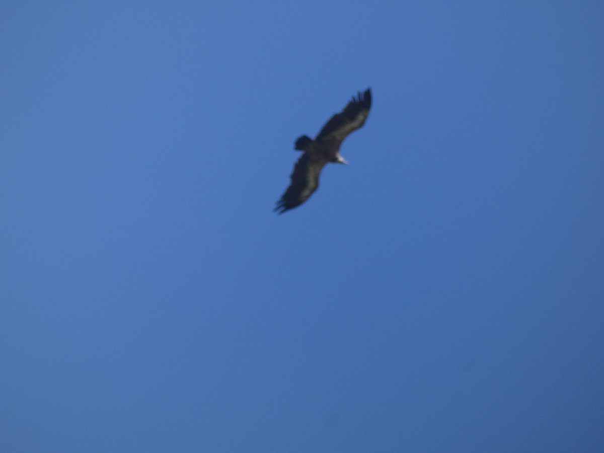 Eurasian Griffon - ML637932598