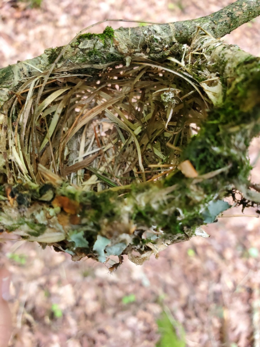 Blue-headed Vireo - ML637932604