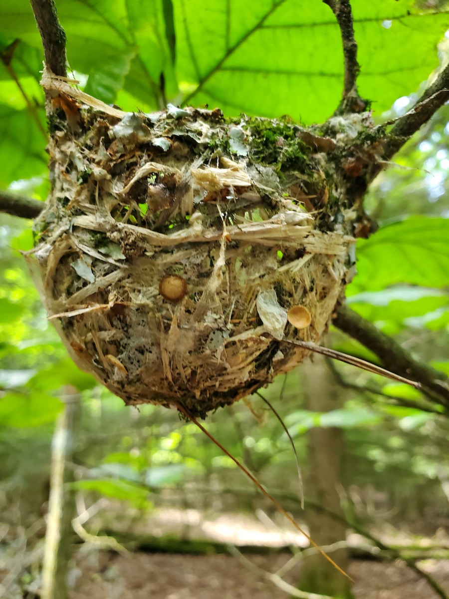 Blue-headed Vireo - ML637932605