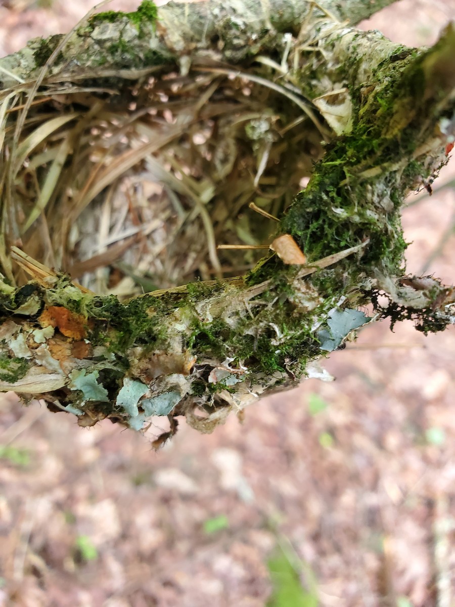 Blue-headed Vireo - ML637932606