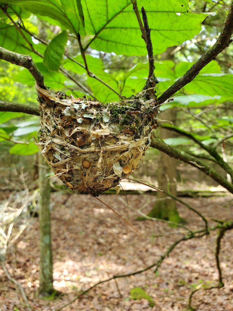 Blue-headed Vireo - ML637932608