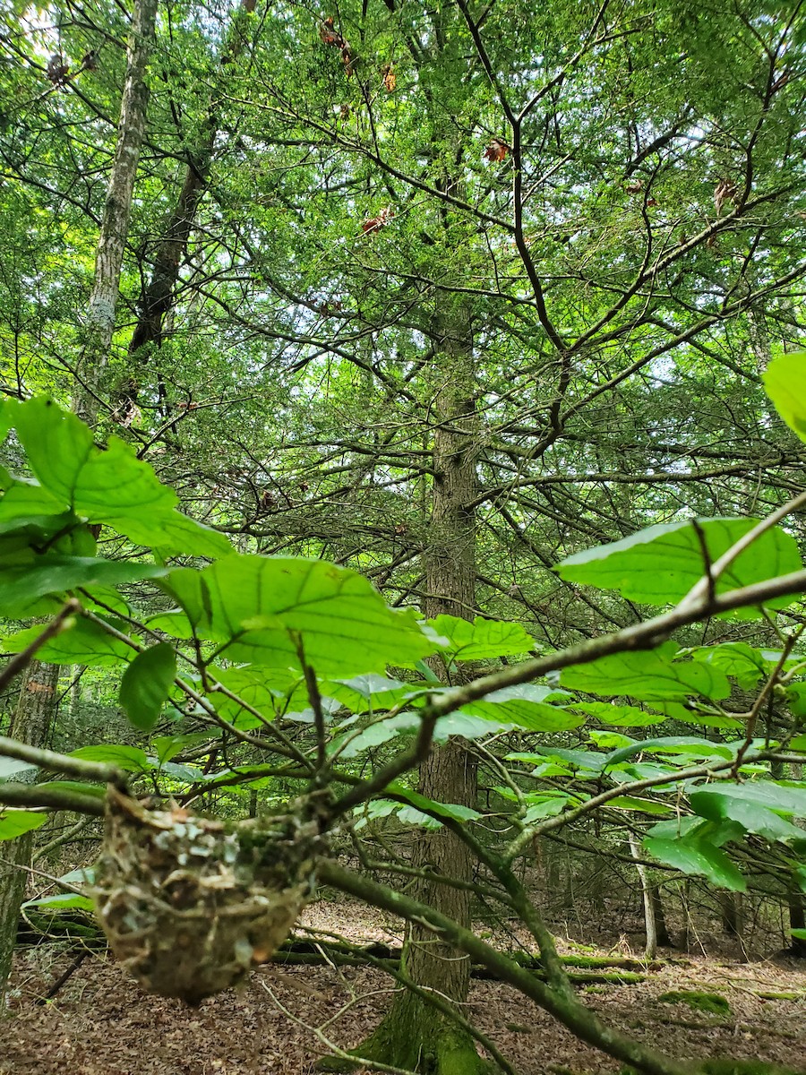Blue-headed Vireo - ML637932609