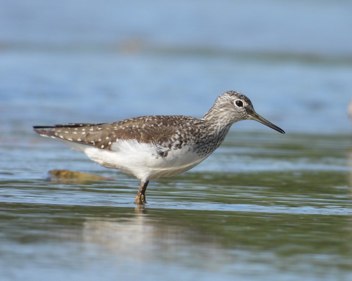Green Sandpiper - ML637932616