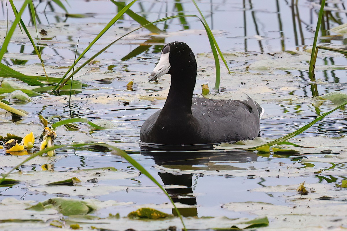American Coot - ML637932633