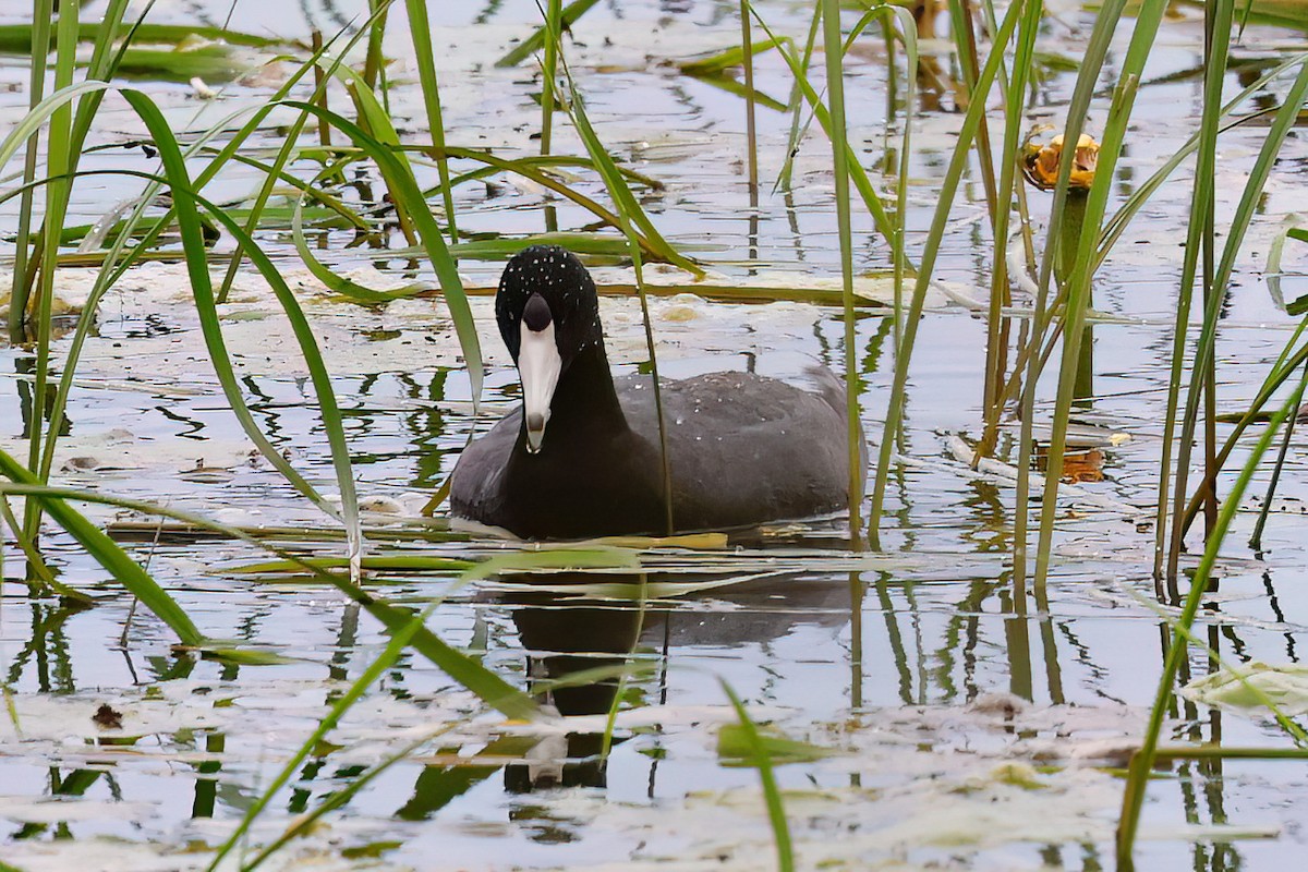 American Coot - ML637932638