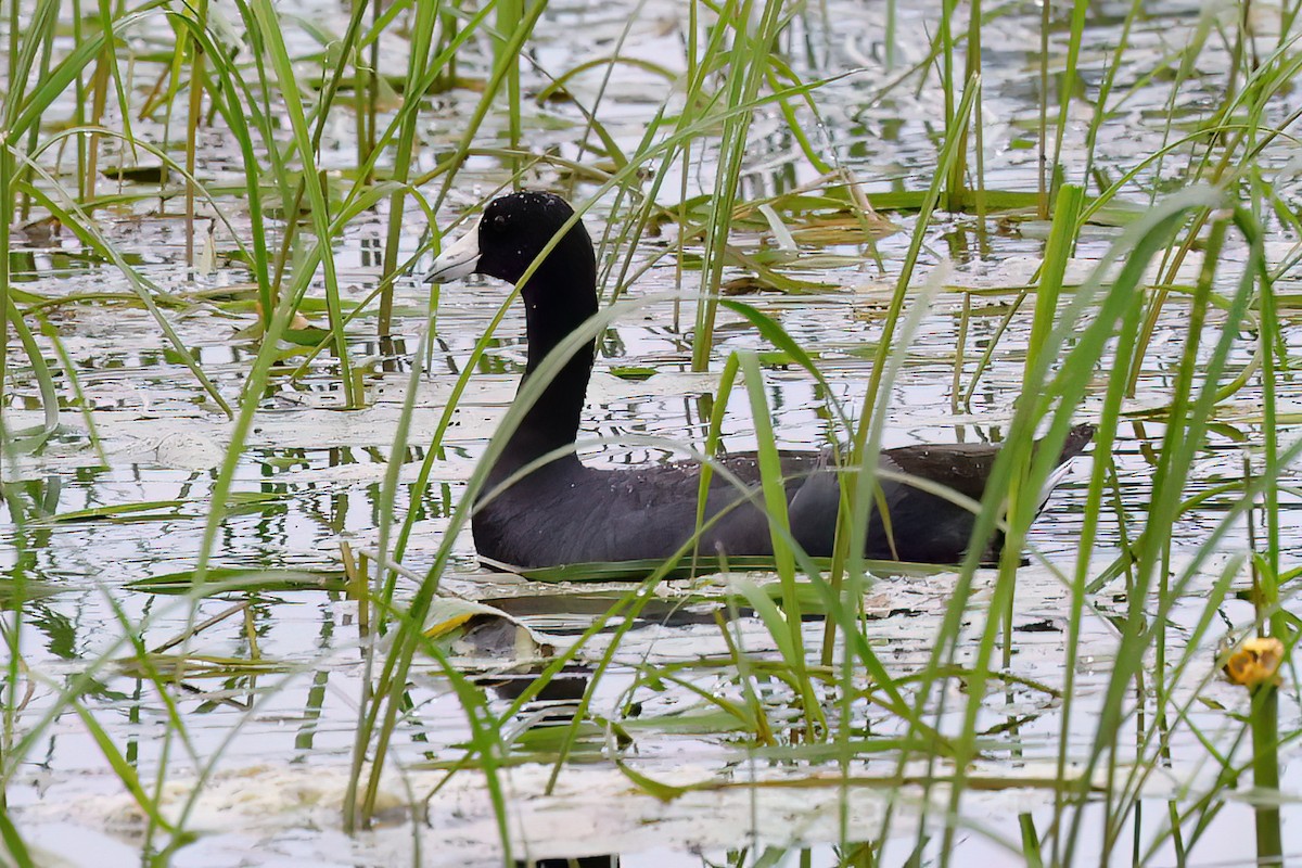 American Coot - ML637932643