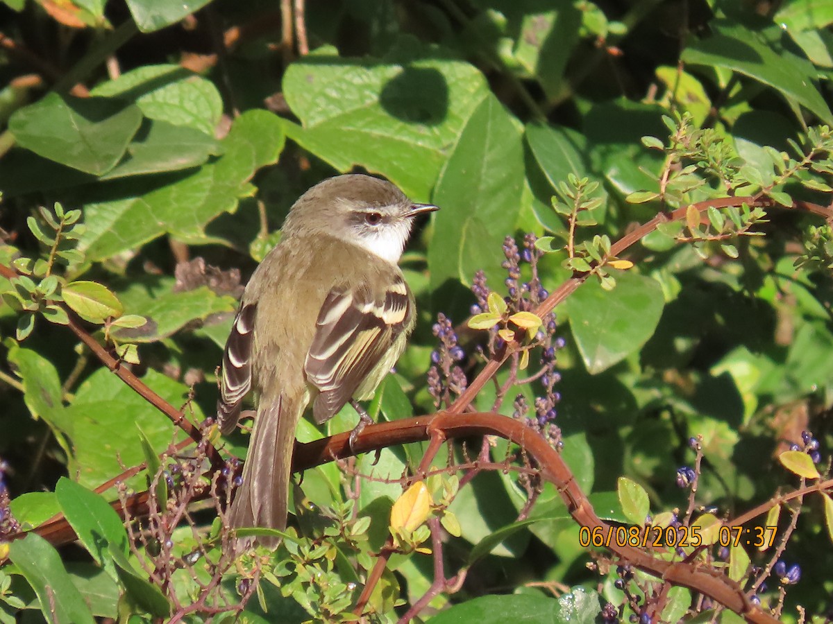 White-throated Tyrannulet - ML637932644