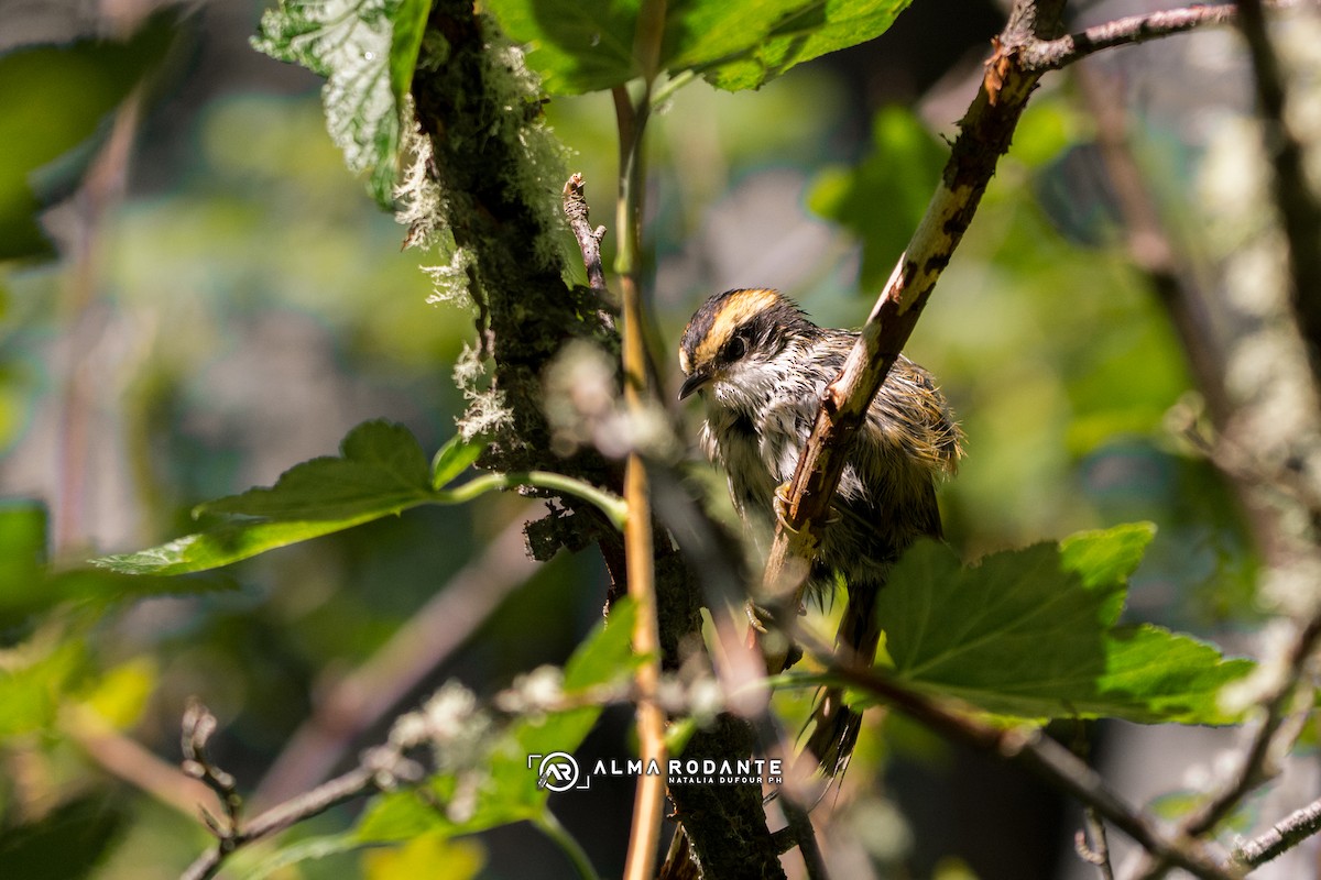 Thorn-tailed Rayadito - ML637932656