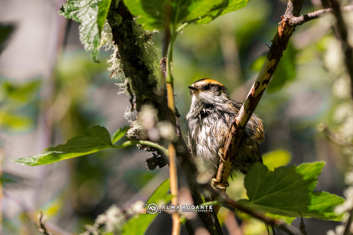 Thorn-tailed Rayadito - ML637932658