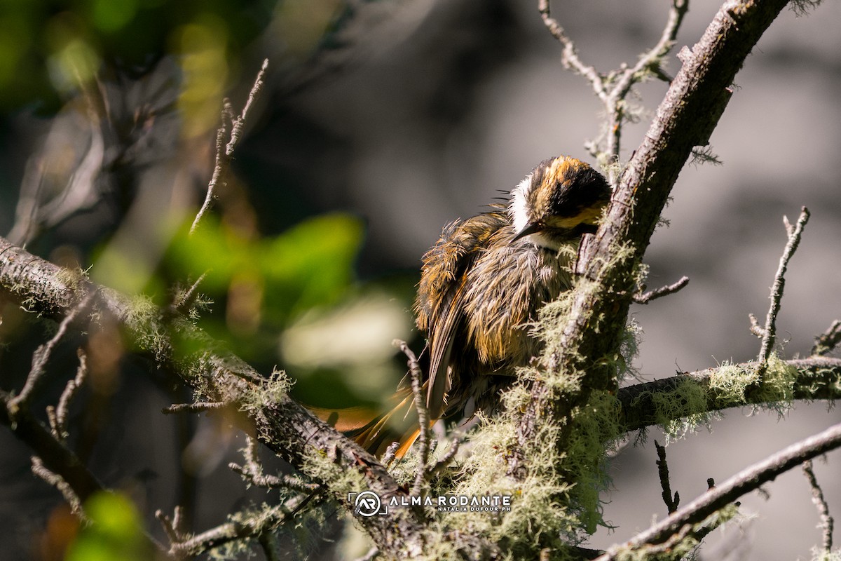 Thorn-tailed Rayadito - ML637932659
