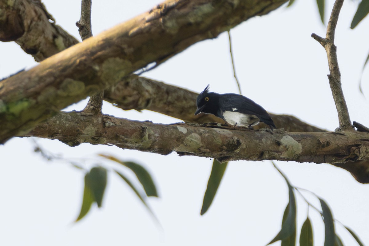 Black-and-white Shrike-flycatcher - ML637932666