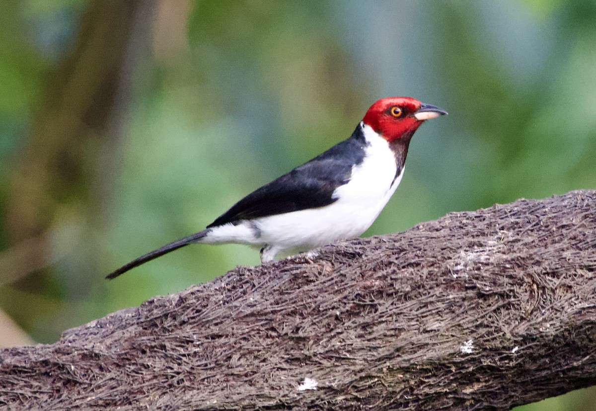 Red-capped Cardinal - ML637932669