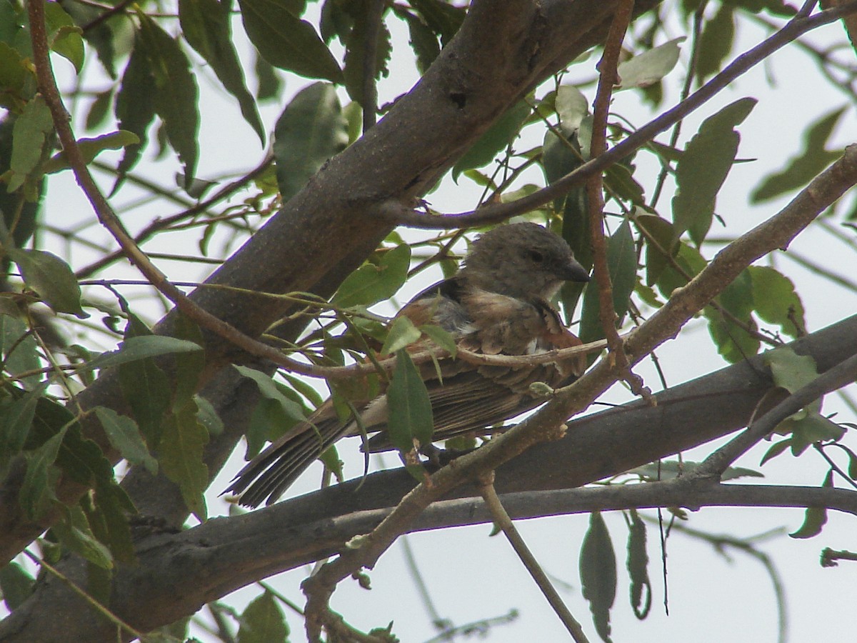 Southern Gray-headed Sparrow - ML637932673