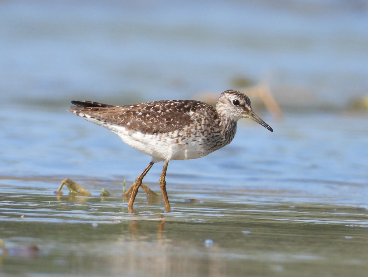 Wood Sandpiper - ML637932700