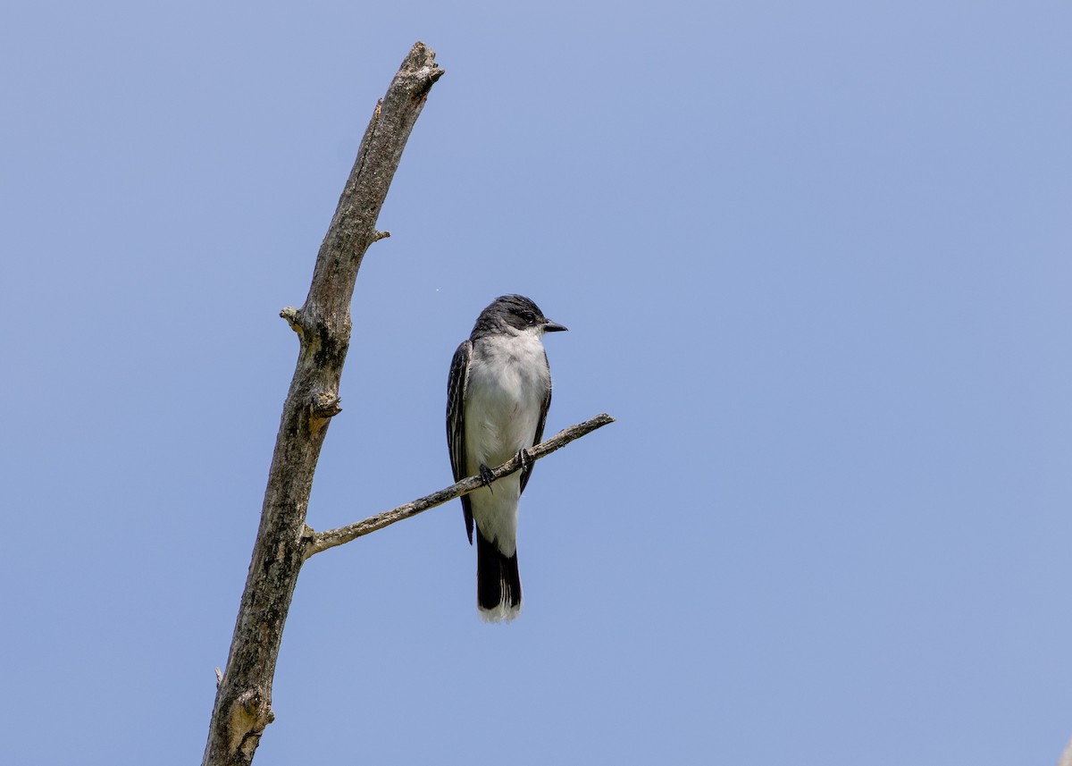 Eastern Kingbird - ML637932722