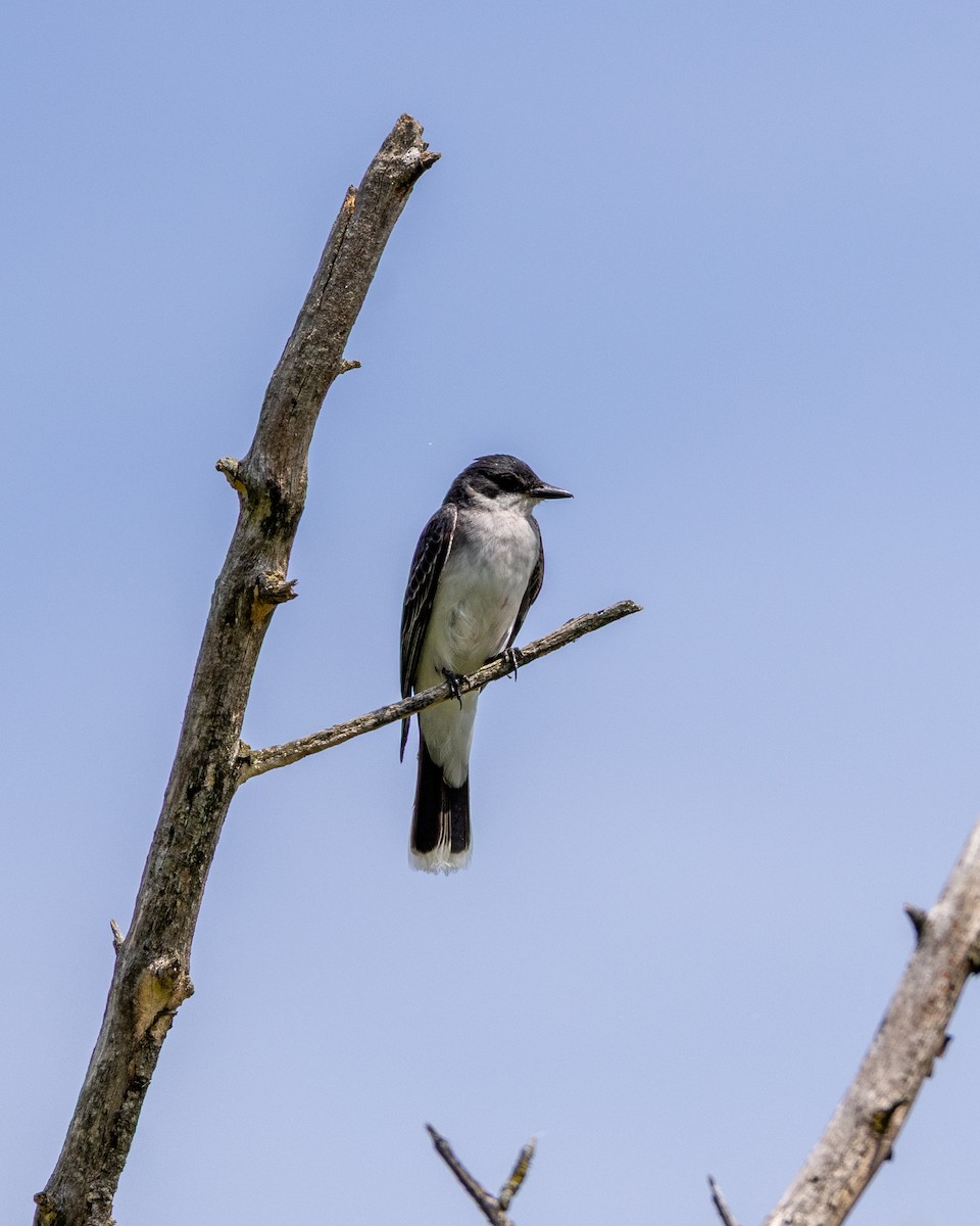 Eastern Kingbird - ML637932725
