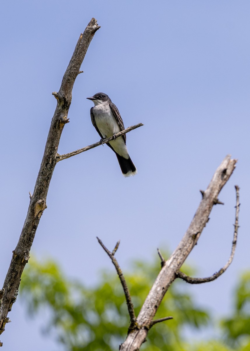 Eastern Kingbird - ML637932728