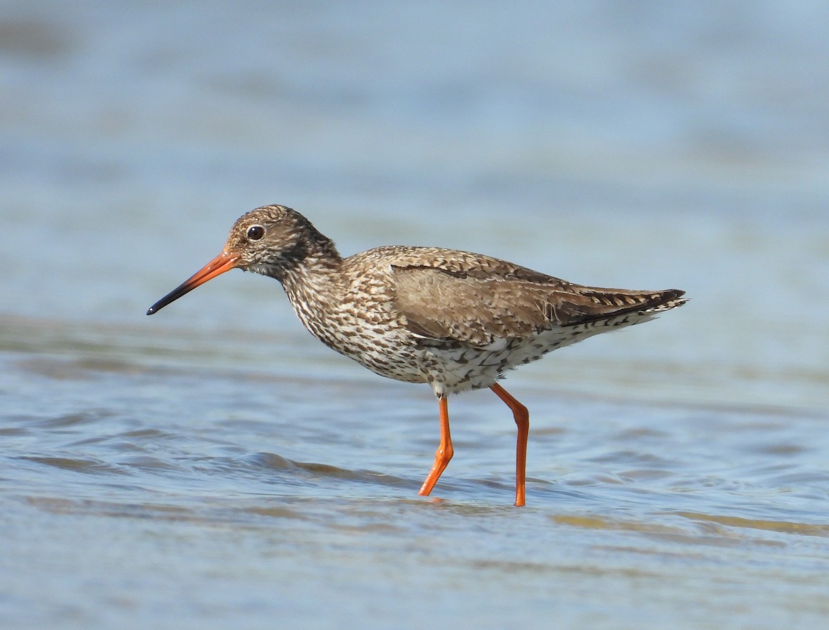 Common Redshank - ML637932750