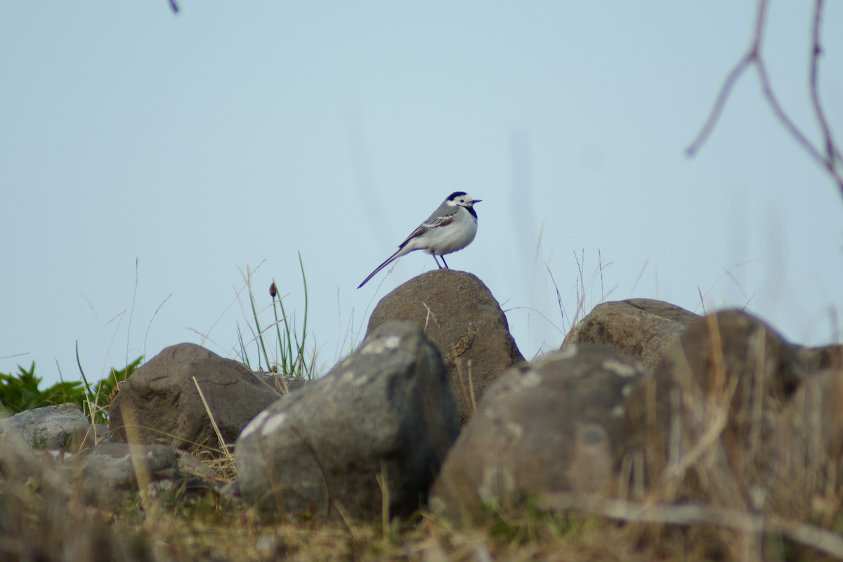 White Wagtail - ML637932865