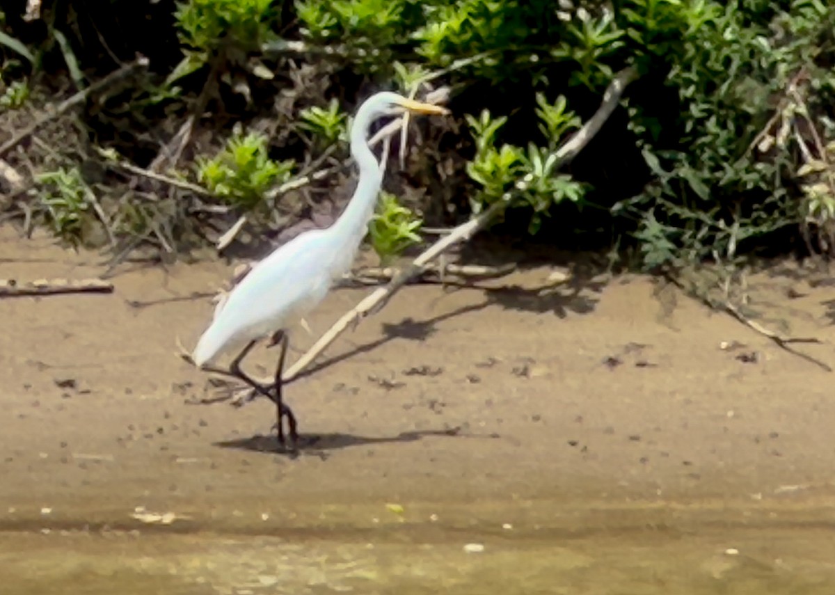 Great Egret - ML637932869