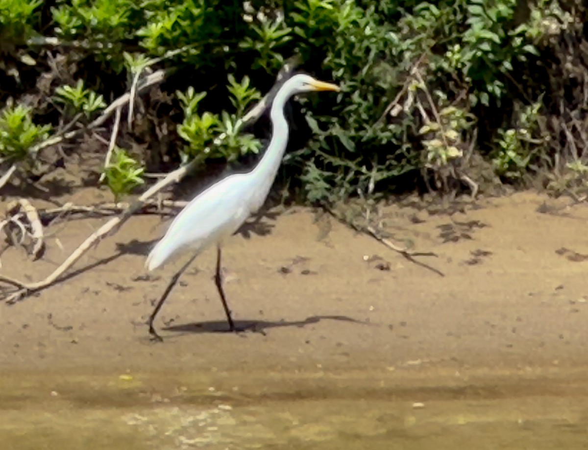 Great Egret - ML637932870