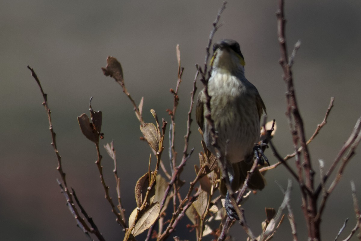 Singing Honeyeater - ML637932889