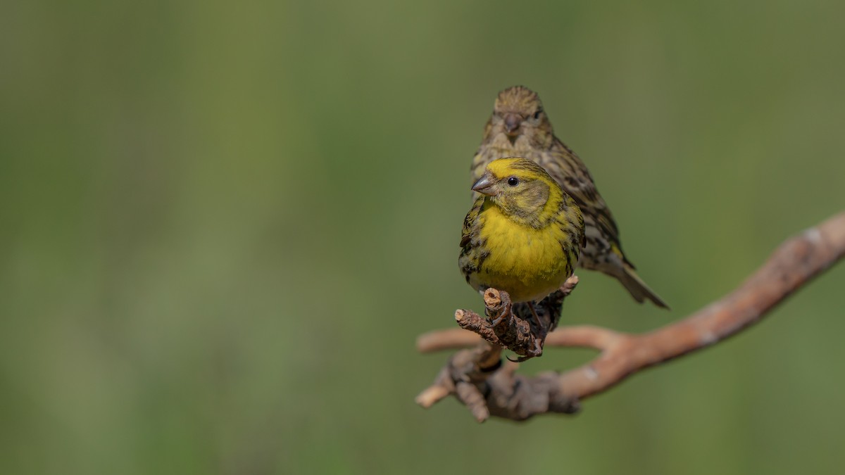 European Serin - ML637932903